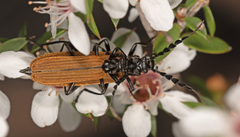 Pseudolycus rufipennis