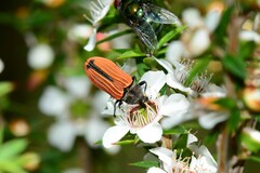 Castiarina erythroptera