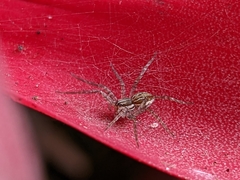 Dolomedes facetus