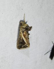 Thysanoplusia lectula