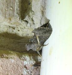 Thysanoplusia lectula