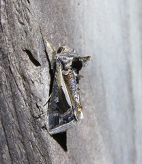 Thysanoplusia lectula