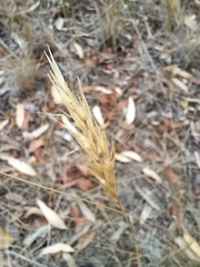 Rytidosperma caespitosum