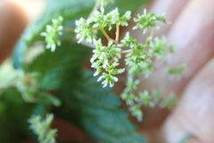 Laportea peduncularis