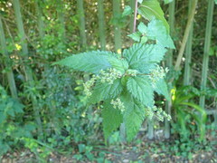 Laportea peduncularis