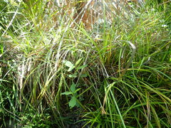 Carex aethiopica