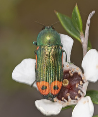 Castiarina ocelligera