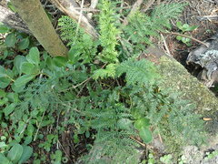 Asplenium rutifolium