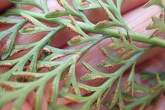 Asplenium rutifolium