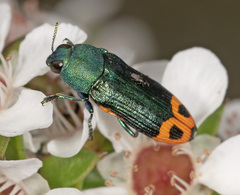 Castiarina ocelligera