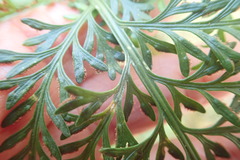 Asplenium rutifolium