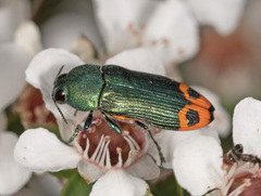 Castiarina ocelligera