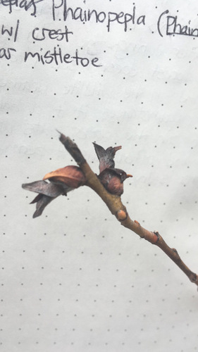 iNaturalist observation photo of Willow Rosette Gall Midge