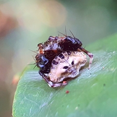 Arkys speechleyi