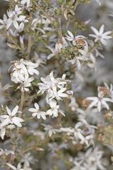 Olearia ericoides