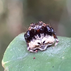 Arkys speechleyi