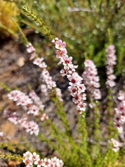 Chamelaucieae