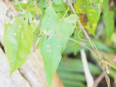 Dioscorea transversa