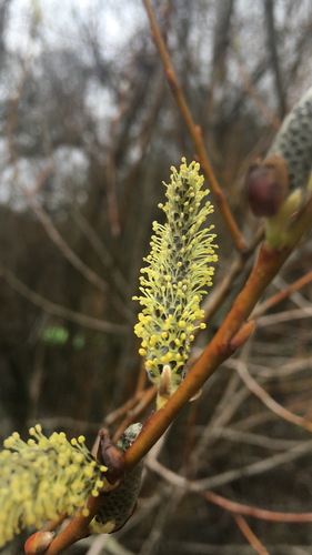 iNaturalist observation photo of Arroyo Willow