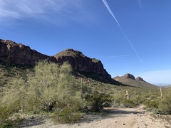 Parkinsonia microphylla