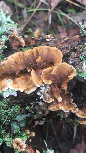 iNaturalist observation photo of hairy curtain crust