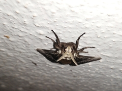 Megalopyginae