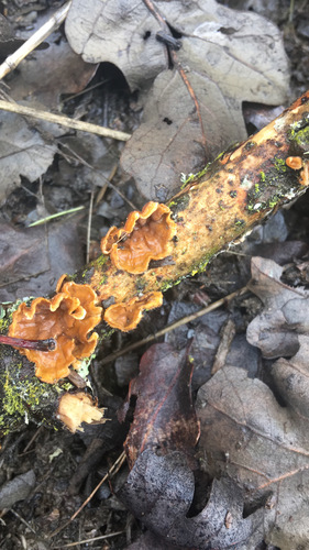 iNaturalist observation photo of Stereum