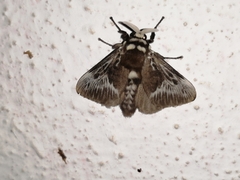Megalopyginae