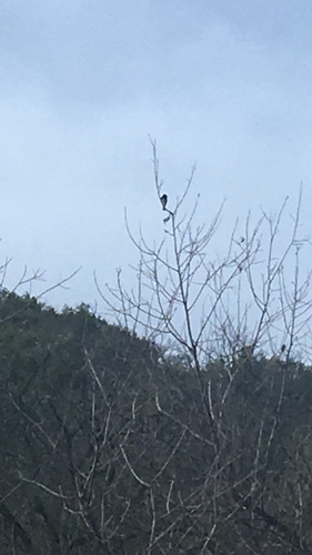 iNaturalist observation photo of Black Phoebe