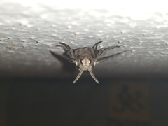 Megalopyginae