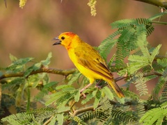 Ploceus castaneiceps