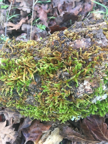 iNaturalist observation photo of Cypress-leaved Plait-moss