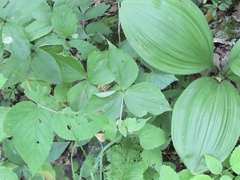 Trillium