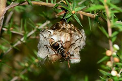 Polistes humilis humilis