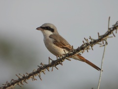 Lanius phoenicuroides