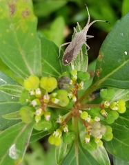 Chariesterus antennator