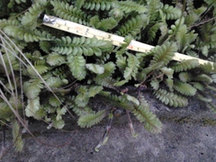 Leptinella squalida squalida