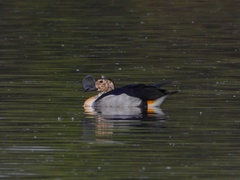 Sarkidiornis melanotos