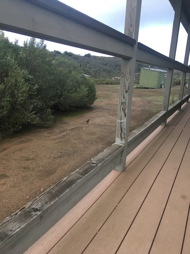 iNaturalist observation photo of California Thrasher