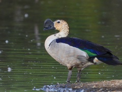 Sarkidiornis melanotos