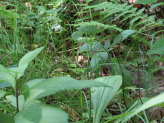 Veratrum parviflorum