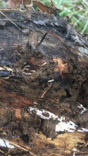 iNaturalist observation photo of Western Subterranean Termite