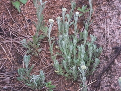 Pseudognaphalium affine