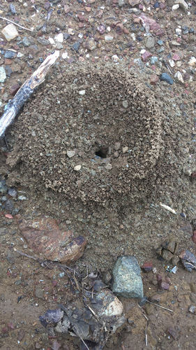 iNaturalist observation photo of Ants