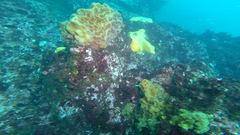 Callyspongia diffusa