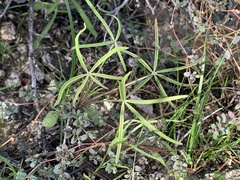 Lupinus sparsiflorus