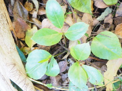 Heptapleurum actinophyllum