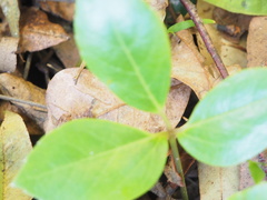Heptapleurum actinophyllum