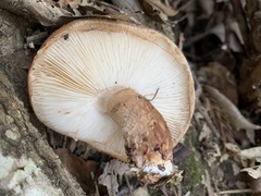 Lentinula edodes