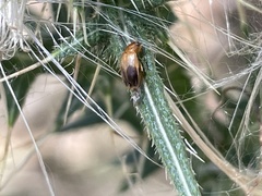 Phyllotocus macleayi